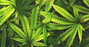 cannabis