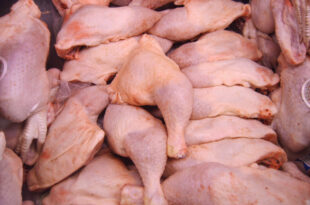 poulets congelés