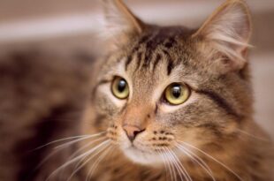 Chat france