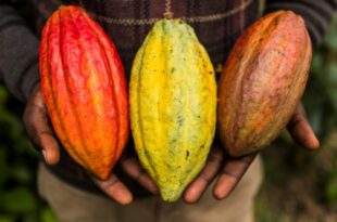 cacao