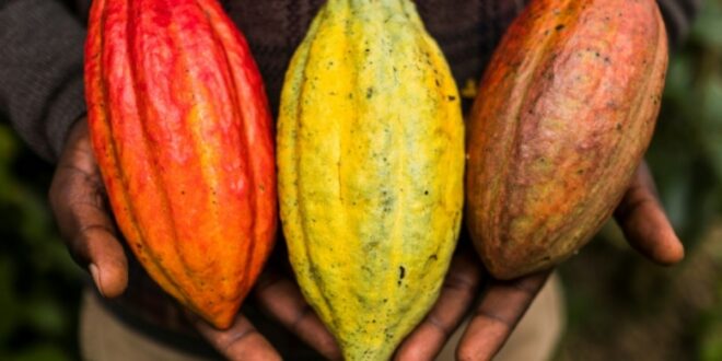 cacao