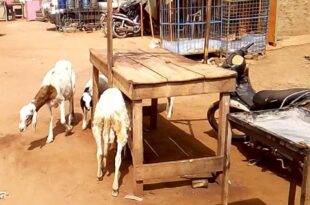 Le Golfe 2 déclare la guerre aux animaux errants : Jusqu’à 50 000 Francs d’amende