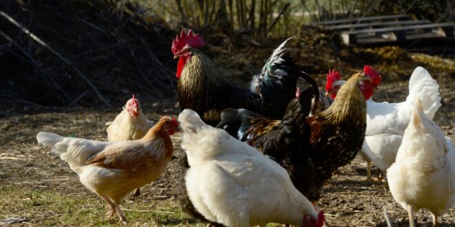 Grippe aviaire au Togo : Plus de 6 500 volailles condamnées à l’abattage