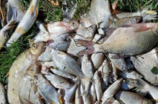 Poissons retrouvés morts dans le bassin de Todman