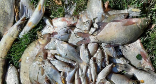 Poissons retrouvés morts dans le bassin de Todman