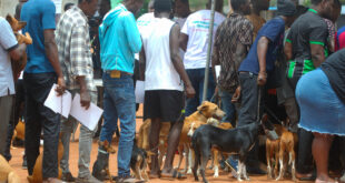 Zéro rage : Vaccination gratuite des chiens et chats au Togo