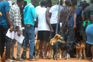 Zéro rage : Vaccination gratuite des chiens et chats au Togo
