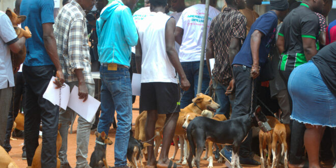 Zéro rage : Vaccination gratuite des chiens et chats au Togo